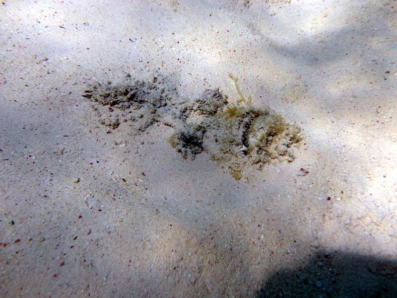 DSC07884b_pierre.jpg - Poisson pierre enfoui dans le sable
